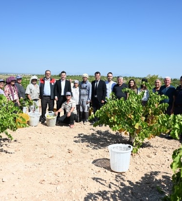 susuz-yetisen-meshur-bekilli-uzumunde-hasat-zamani-26ca88.jpg