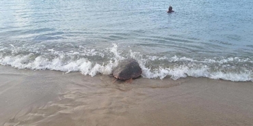 guzel-izmir-isimli-caretta-carettanin-sinyali-gazzede-kesildi-1750666572397.jpeg