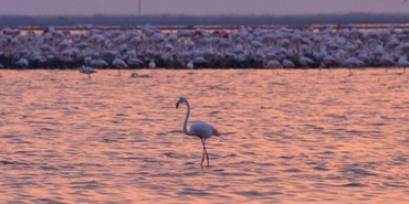egenin-pembe-incileri-izmirin-yani-basindaki-sakli-cennet-dogaseverlerin-ve-fotografcilarin-hafta-so.jpeg