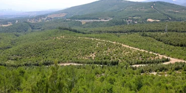 izmirde-orman-seferberligi-ak-partili-saygili-rakamlari-acikladi-130-milyon-327-bin-tohum-toprakla-b.webp
