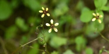 besparmak-saxifraga1-ypcm_cover.jpg