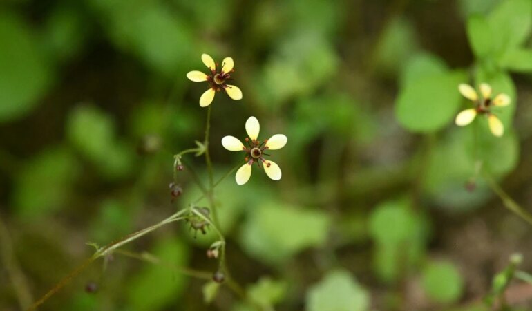 besparmak-saxifraga1-ypcm_cover.jpg