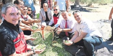 dikilide-sezonun-ilk-zeytin-hasadi-basladi-1787248071171.jpeg