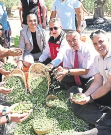 dikilide-sezonun-ilk-zeytin-hasadi-basladi-1787248071171.jpeg