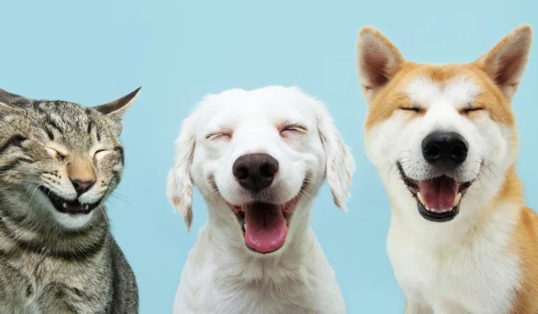 Köpeğiniz size bakıp göz kırpıyorsa, bunun arkasındaki nedenler şunlar olabilir.