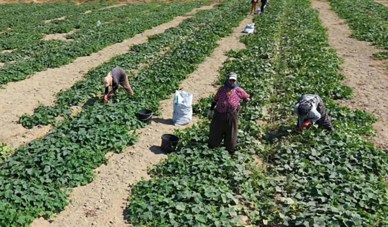 Tarladan tezgaha uzanan yolculuk! İzmir’de üreticiler tarlaya çıktı