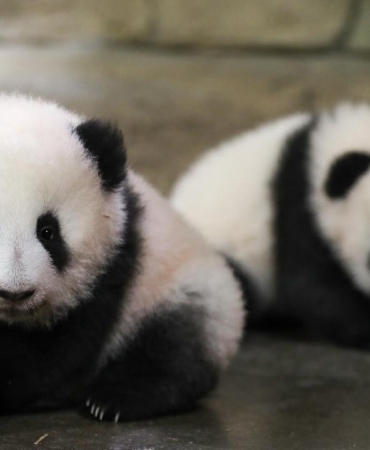 panda-ap-1720069.jpg