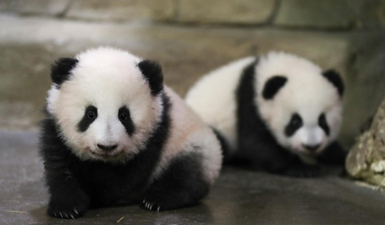 Panda diplomasisi yeniden sahneye çıktı: Çok geçmeden ulaşacaklar.