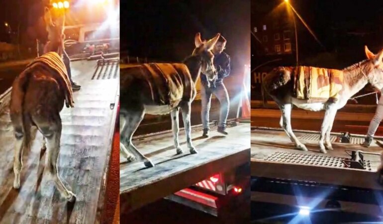 Protokol Yolu’na çıkan eşek, yediemin otoparkına alındı.