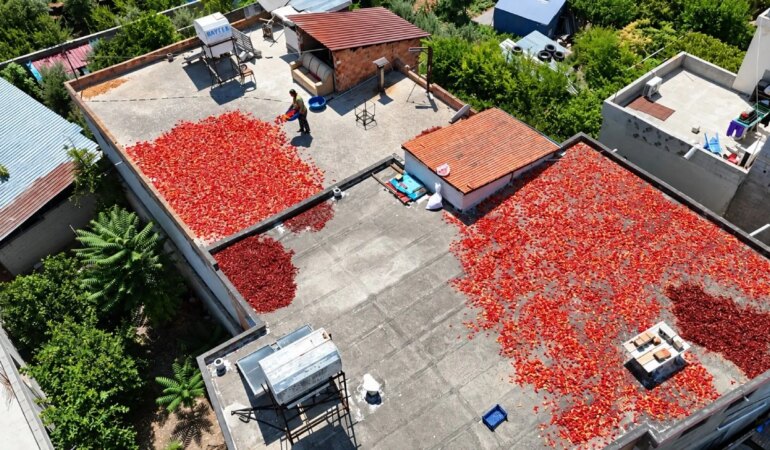 Damlar kırmızıya büründü: Kilosu 300 liradan, günlük 500 kilo üretiliyor