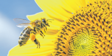 ari-bee-1791437790.png