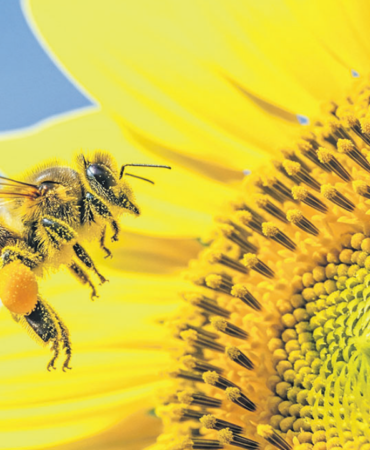 ari-bee-1791437790.png