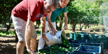 bodrum-mandalininde-yesil-hasat-bereketi-1792413041.jpg