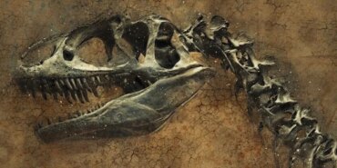 dino-zkm4_cover.jpg