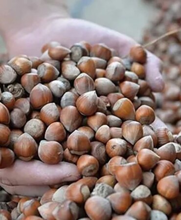 findik-yl3k_cover.jpg