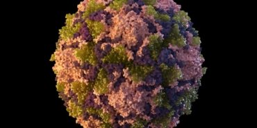 polio-virus-ap-1895138.jpg