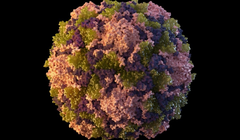 polio-virus-ap-1895138.jpg