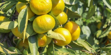 satsuma-mandalinanin-ihracat-yolculugu-17-ekimde-basliyor-1760256771.jpg