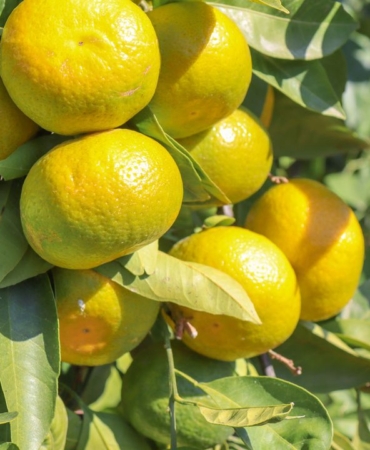satsuma-mandalinanin-ihracat-yolculugu-17-ekimde-basliyor-1760256771.jpg