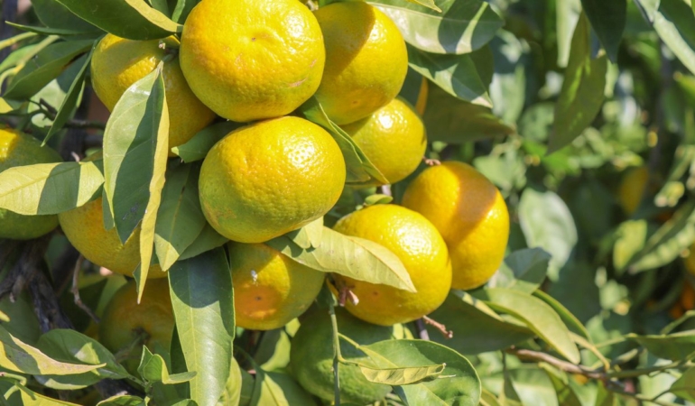 satsuma-mandalinanin-ihracat-yolculugu-17-ekimde-basliyor-1760256771.jpg