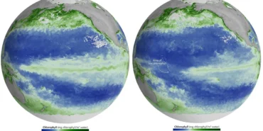 tarihin-en-guclu-el-nino-sureci-pasifik-okyanusunu-isitarak-fitoplankton-kitlesel-olumlerine-ve-renk.webp