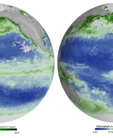 tarihin-en-guclu-el-nino-sureci-pasifik-okyanusunu-isitarak-fitoplankton-kitlesel-olumlerine-ve-renk.webp