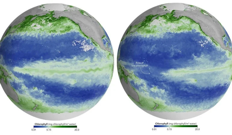 tarihin-en-guclu-el-nino-sureci-pasifik-okyanusunu-isitarak-fitoplankton-kitlesel-olumlerine-ve-renk.webp
