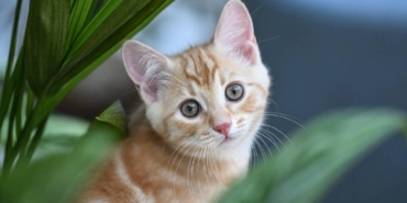 yavru-kedi-aa-2081564.jpg
