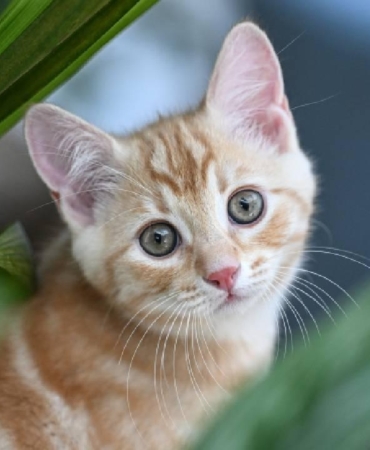 yavru-kedi-aa-2081564.jpg